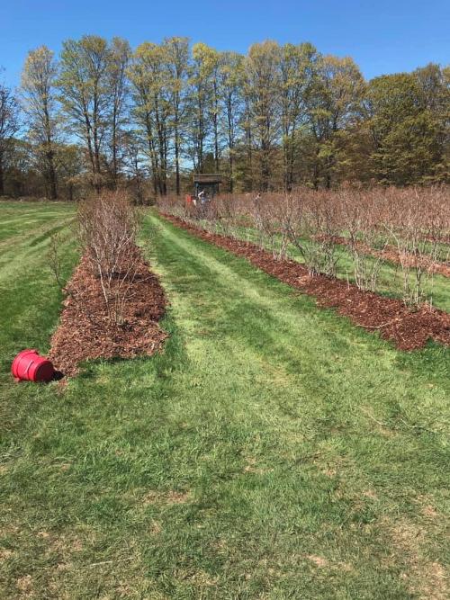 Freshly mulched rows