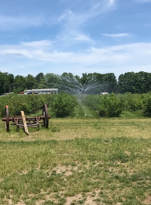 Irrigating the fields